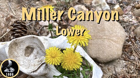 Hiking Lower Miller Canyon, Mogollon Rim