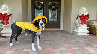 Great Dane Puts On Weather Gear To Play In The Rain