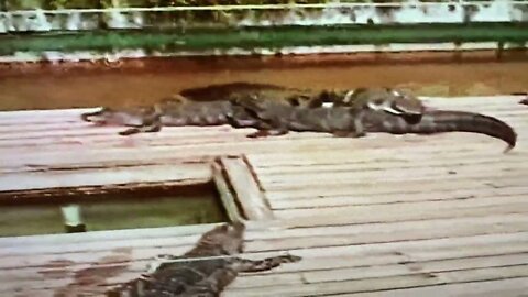 1994 - Gatorland - Alligators sunbathing, tresspassers will be eaten