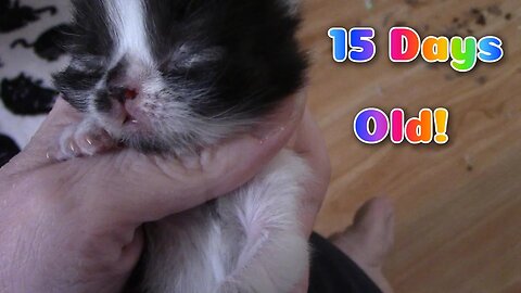 Misha's Kittens Are 15 Days Old! 😻