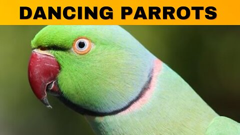 Dancing Parrots