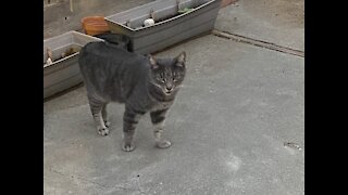 Baby Kitten and Smokey