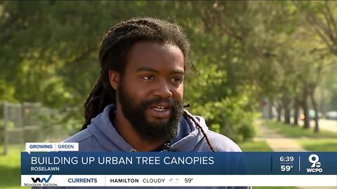Growing Green: Building up urban tree canopies