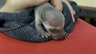 Orphaned Raccoon