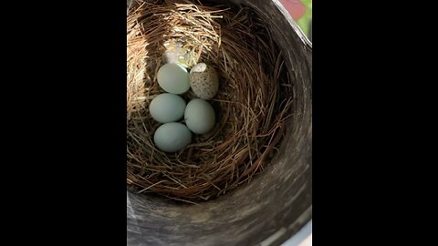 Blue Bird eggs in nest plus a Cowbird Egg
