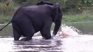 Elephant Attempts To Intimidate Hippo