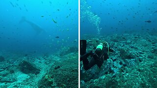 Scuba divers get extremely excited about humpback whales