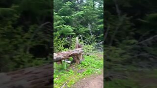 Biking trails in a forest