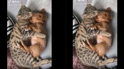 Adorable Cat and Puppy Cuddle Up in Heartwarming Display