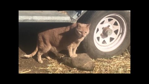 Siddy the cat following me into the paddock, he's not afraid of the horses.