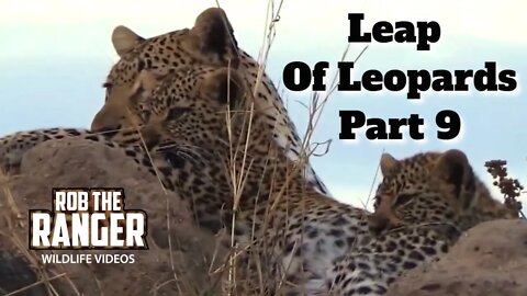 Leap Of Leopards: Mother And Cubs (9): Disturbed By A Hyena