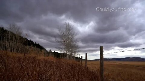 Yellowstone Park: on the outskirts in early winter