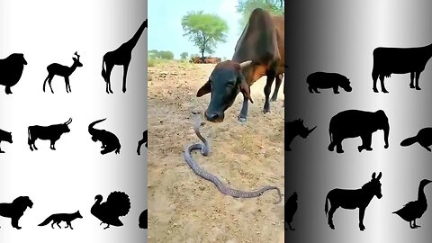 Cobra percebeu que a vaca não era uma ameaça e não deu o bote - curioso! #animals #selva #africa