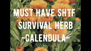 Must have survival herb: Calendula!