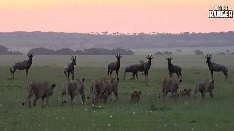 Enkoyonai Lion Pride At Sunrise | Maasai Mara Lions | Zebra Plains