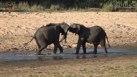 Elephant Herd At the River