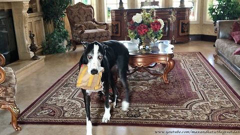 Happy Great Dane Loves to Carry McDonald's Bag