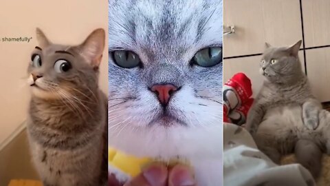 Best Funny Cat Videos 🤓 Cat Videos Compilation 😍