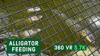 Alligators Enjoying Biscuits & African Lions || Episode -2 || 360 VR Video