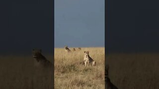 Wildlife Sightings Today 12/08/22 (Lions, Hyena, etc) | Lalashe Maasai Mara | #shorts