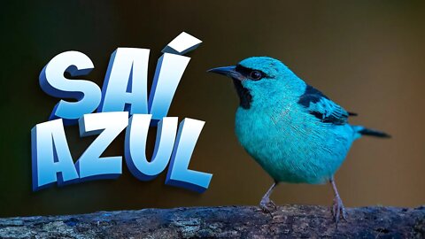SAÍ AZUL - Como é o Canto da Saíra - Canto do Saí Azul (Blue Dacnis)