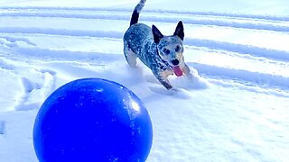 Part 5 of 6: The Best of ZIPPY BLUE HEELER the Mini Australian Cattle Wonder Dog!!