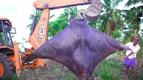 170 kg giant dark bat fish monster mantra ray fish cutting & cooking,