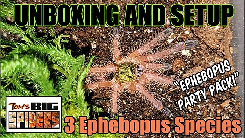 Ephebopus Genus "Party Pack" Unboxing ft. Three Ephebopus Species