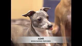 ASMR - Funny Dogs Eating Popcorn (POP!!!!)