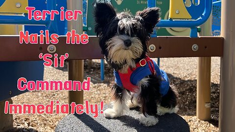 Tiny Terrier Does Place, Sit, and Come Immediately!