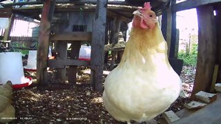 Sunshine on the Silkie Sector second floor