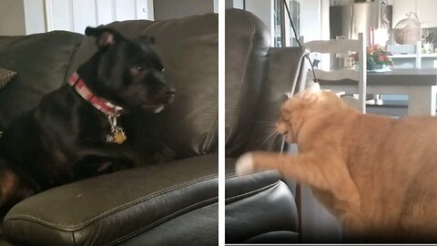 Rescue Bull Terrier Tries to Befriend Grumpy Cat