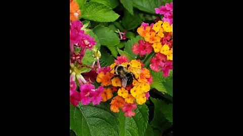 Bumblebees, Hummingbirds, Butterflies, And Beautiful Flowers For Beautiful People From Petunia