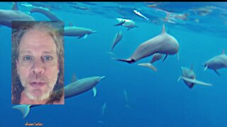 Dolphin Guru Shaman Shawn Larkin on the Swimming with Dolphins Controversy.