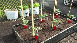 Planting our Hoss Tomato Plants 5/7/23
