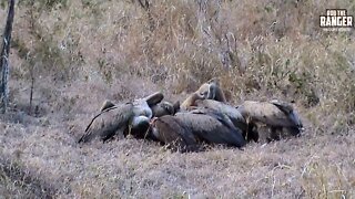 African Vultures Feasting | Archive Wildlife Footage