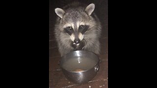 Raccoon love! Greedy little guy!