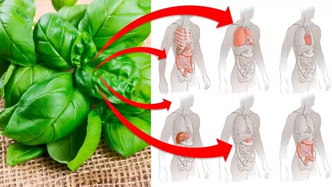10 Incredible Health Benefits of Basil You Should Know