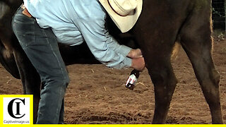Wild Cow Milking - 2022 Saint's Roost Ranch Rodeo | Friday