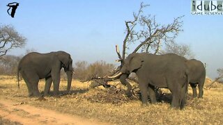 Elephants Feeding On A Pushed Over Tree