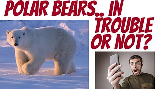 We all know Polar Bears are in some sort of trouble...aren't they?