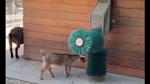 Goats Using Their Automated Scratcher Made From Car Wash Parts