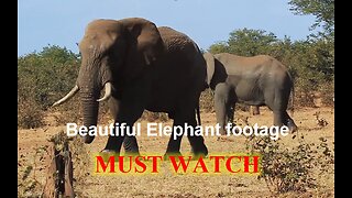 Beautiful Elephant footage