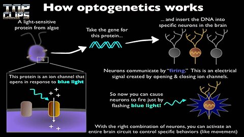 Optogenetics TNP CLIPS EP77