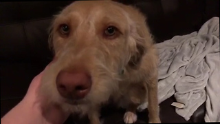 Guilty Puppy's Apologetic Eyes Will Melt Your Heart