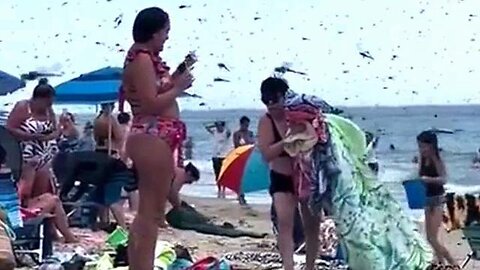 Apocalyptic Scene @ A Rhode Island Beach, Swarm Of Supersized Dragonflies Invade (Caution languague)