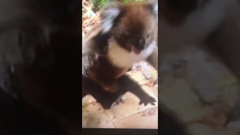 Watch these Koala Bears fight over a tree #shorts #animals #funny