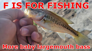 More baby largemouth bass