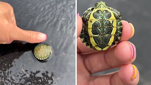 Meet Filmore the tiniest turtle ever!