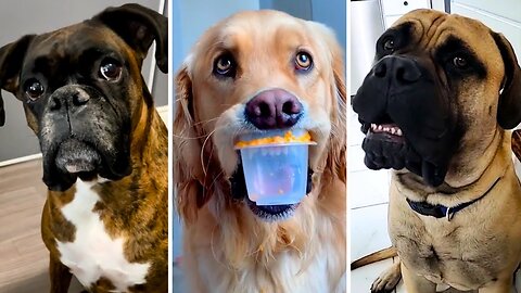 Funniest DOGS that will make you LAUGH! 🐶 Best Dog Videos 😂